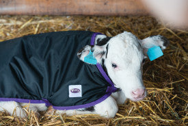 Calf Blanket Purple