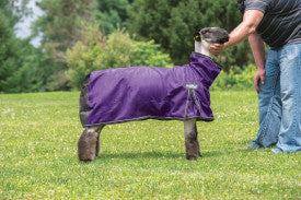 PROCOOL SHEEP BLANKET